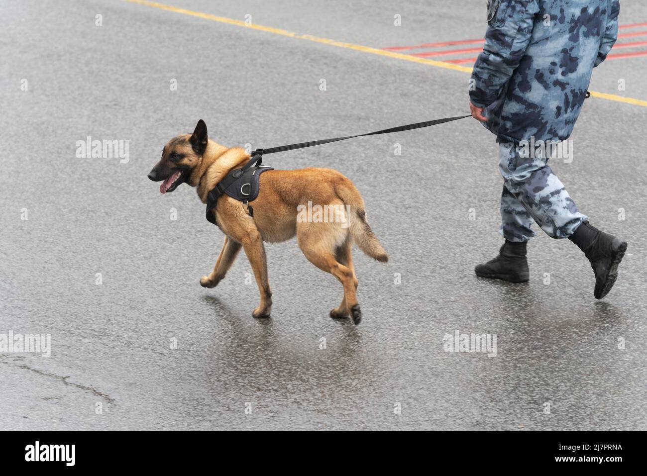 Polizia cane gestore di Canine Service Special Purpose Mobile Unit OMON of National Guard Troues Federal Service ROSGUARD cammina su strada con cane di servizio Foto Stock