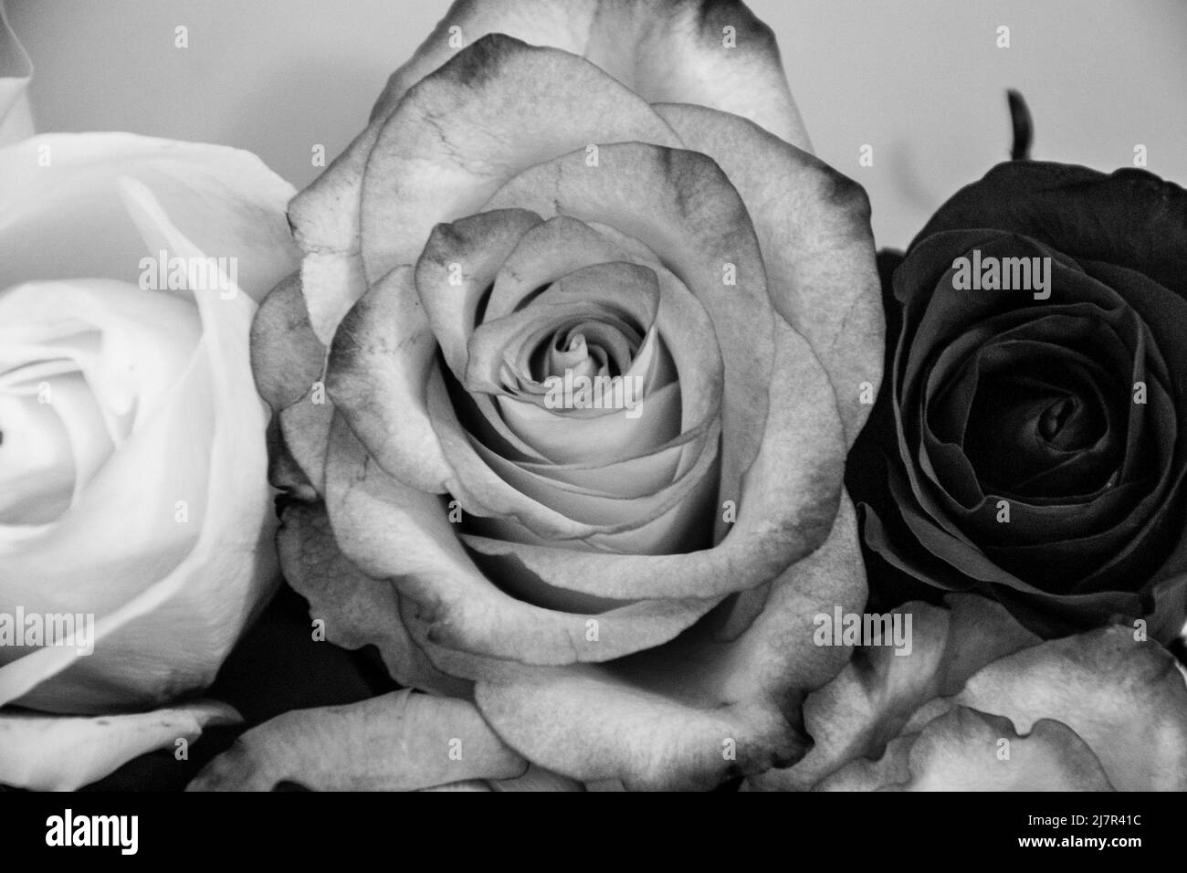 Gruppo di rose in piena fioritura, solo la testa di rosa. Foto Stock