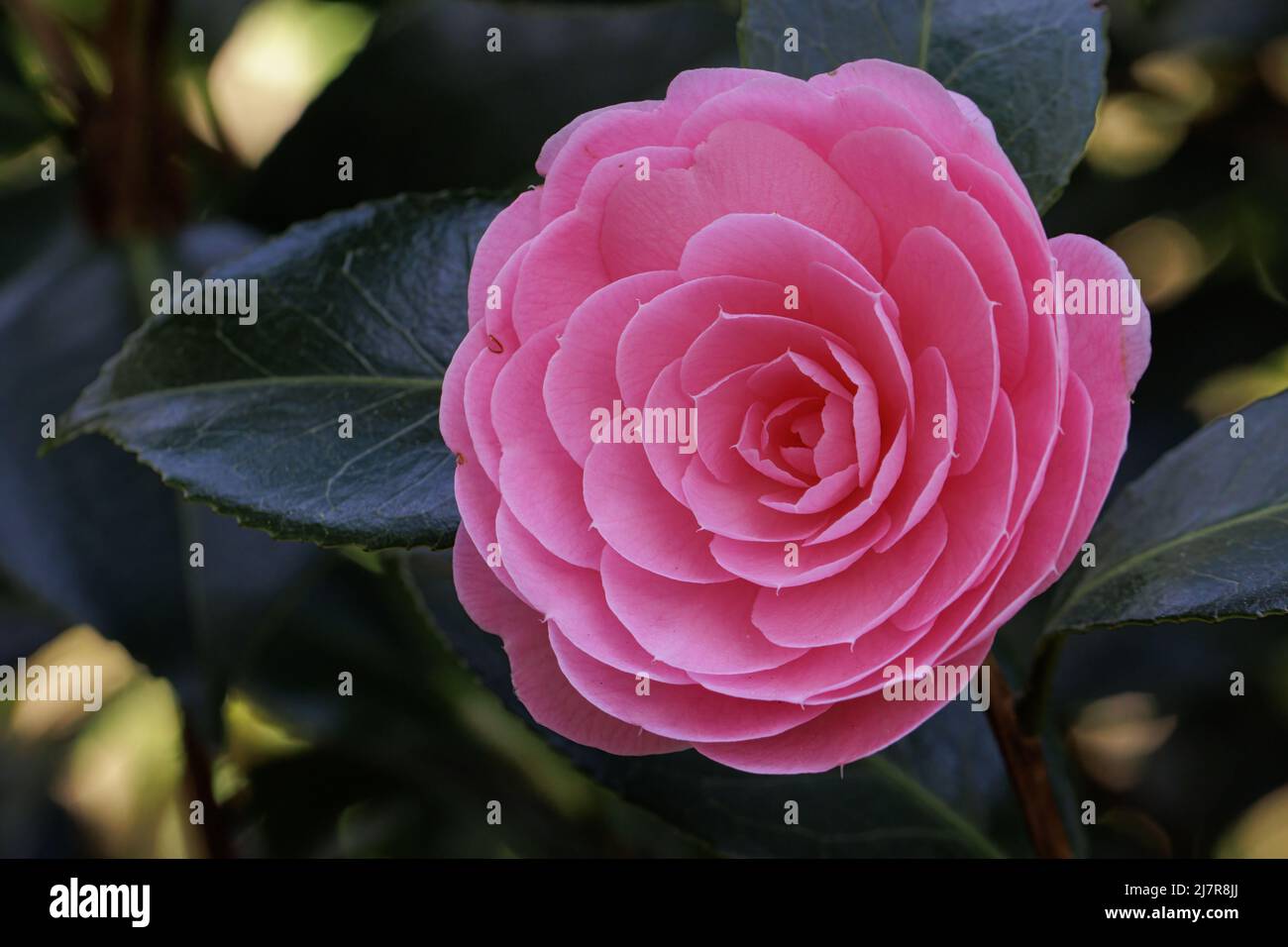 Singolo rosa pallido a doppia fioritura Camellia x williamsii Waterhouse in primavera Foto Stock