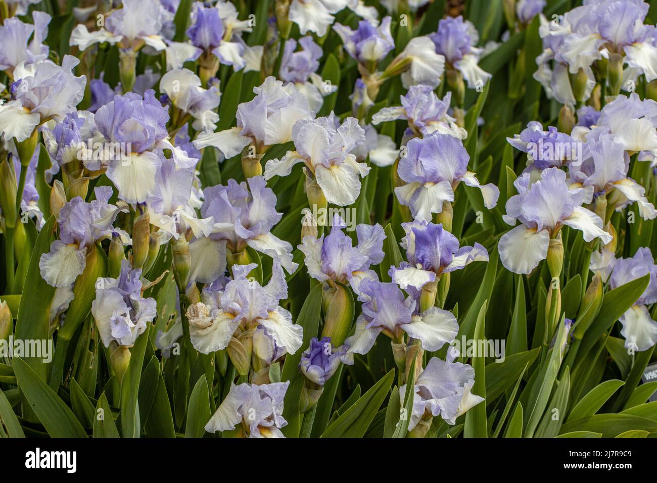 Gruppo di fiori blu pallido Iris Cannington Skies in primavera Foto Stock