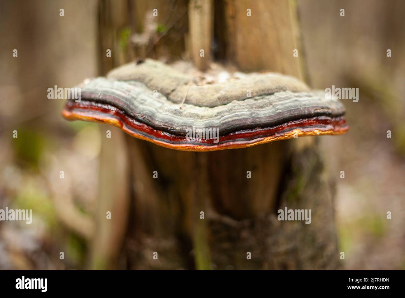 Fungo su albero. La natura è nei dettagli. Il fungo nella foresta cresce sul tronco di albero. Foto Stock