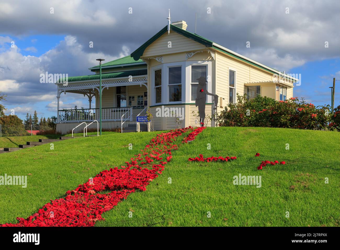 Un tappeto di papaveri rossi Anzac Day che conduce a una casa storica sui terreni del Tauranga Hospital, Tauranga, Nuova Zelanda Foto Stock