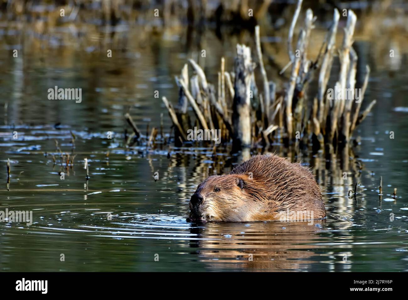 Un castoro adulto (Castor canadensis), che si nutrono di piante d'acqua verde nel suo habitat di laghetto di castori nella campagna Alberta Canada. Foto Stock