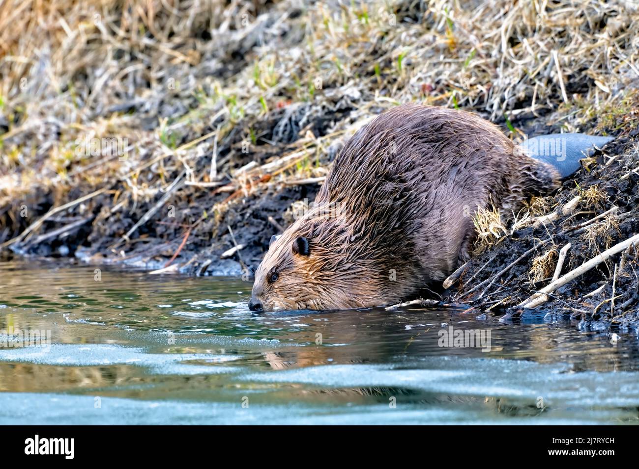 Un castoro adulto 'Castor canadensis', entrando nell'acqua del suo laghetto castoro Foto Stock