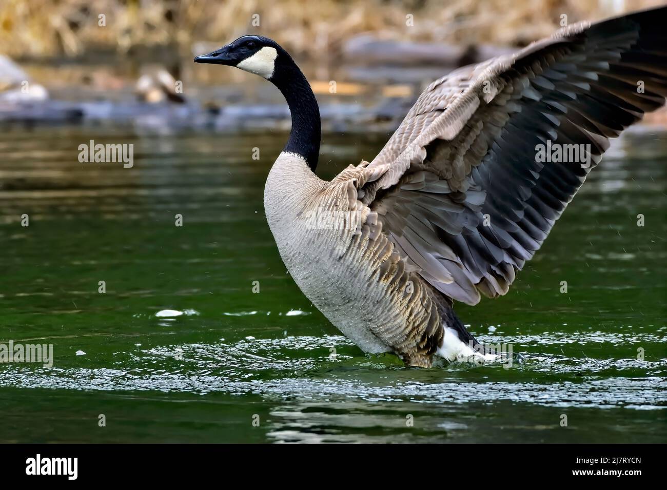 Un adulto Canada Goose, Branta canadensis, che sbatte le sue ali in uno stagno di acqua nella campagna Alberta Canada Foto Stock