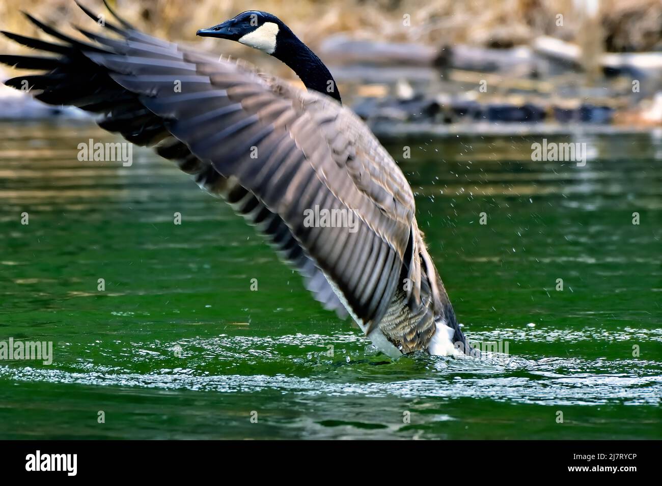 Un adulto Canada Goose, Branta canadensis, che sbatte le sue ali in uno stagno di acqua nella campagna Alberta Canada Foto Stock