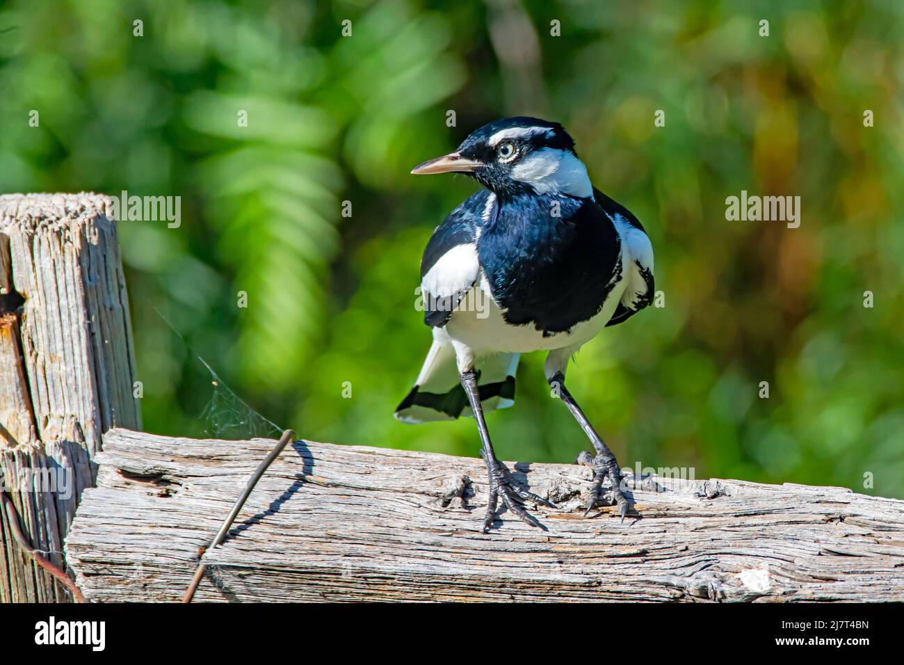 Un maschio Magpie-lark Grallina cyanoleuca, alias Peewee. Foto Stock