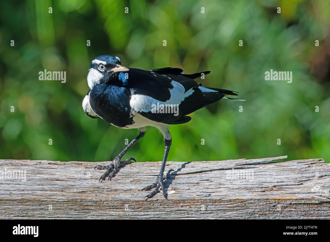 Maschio Peewee Grallina cyanoleuca, alias Magpie-lark. Foto Stock