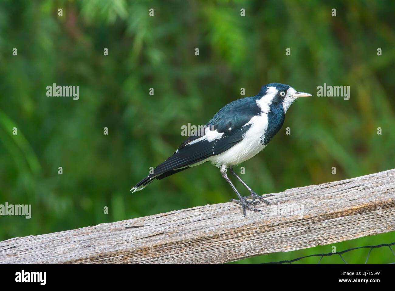 Femmina Magpie-lark Grallina cyanoleuca, alias Peewee. Foto Stock