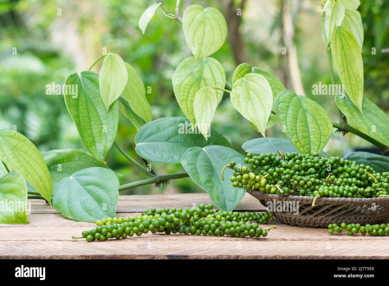 pepe nero appena raccolto su un tavolo esterno, speziato e condimento ingredienti primo piano con pepe nero pianta vite sullo sfondo Foto Stock