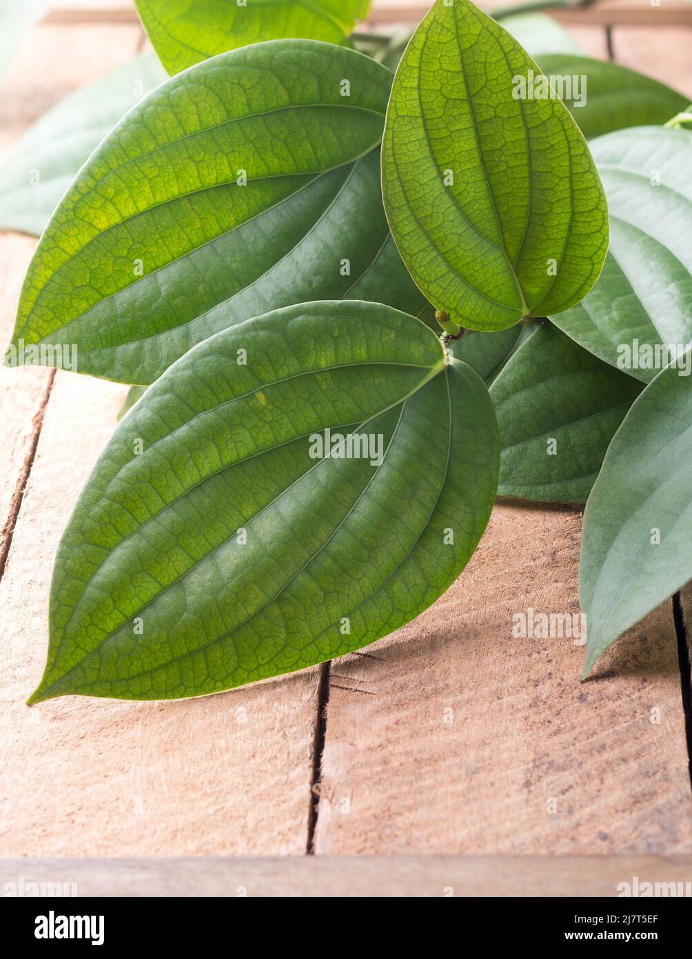primo piano di vitigno nero di piante di peppercorn su un tavolo, speziato e condimento ingredienti foglie di pianta prese in profondità poco profonda di campo con spazio di copia Foto Stock