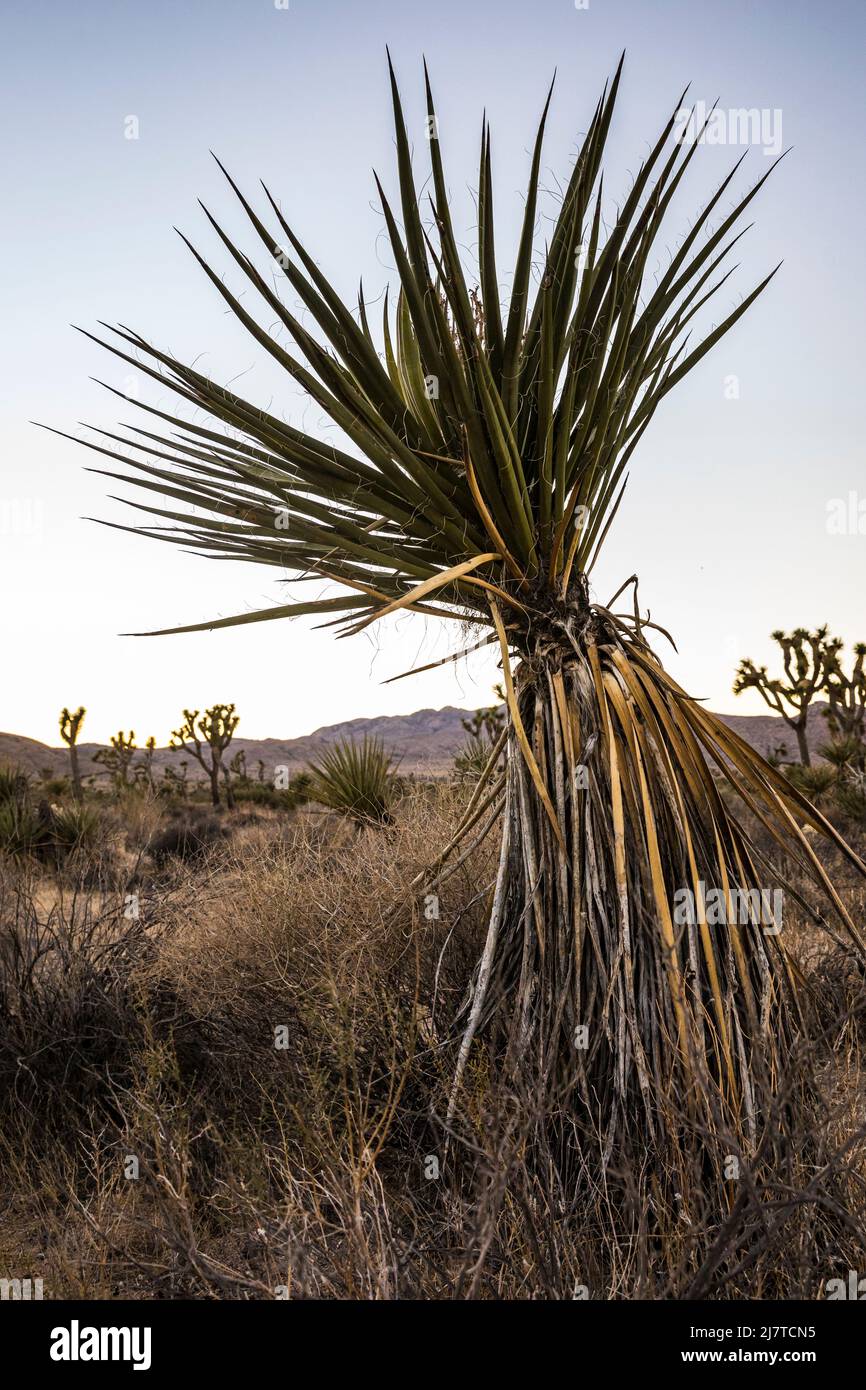 Un Mojave Yucca dopo il tramonto nel Parco Nazionale Joshua Tree. Foto Stock