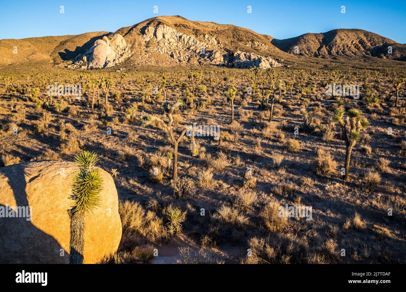 Guardando attraverso gli appartamenti verso il Monte Ryan nel Parco Nazionale di Joshua Tree. Foto Stock