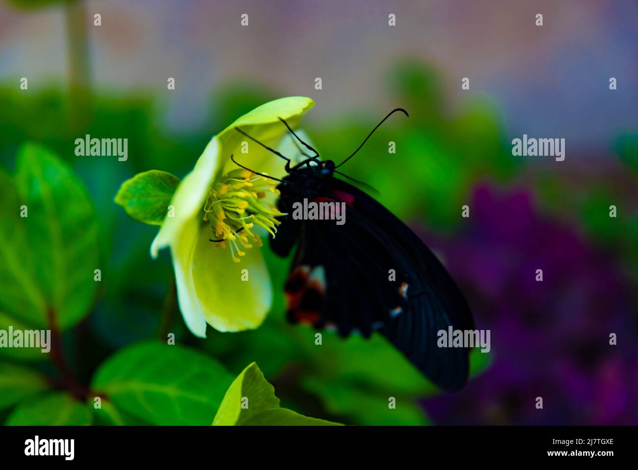Una farfalla nera sul fiore in giardino di giorno Foto Stock
