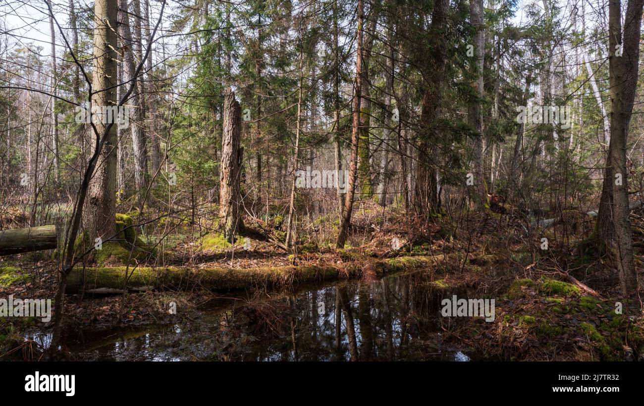 Swapy foresta stand con alberi rotti e in piedi acqua intorno, Bialowieza Foresta, Polonia, Europa Foto Stock