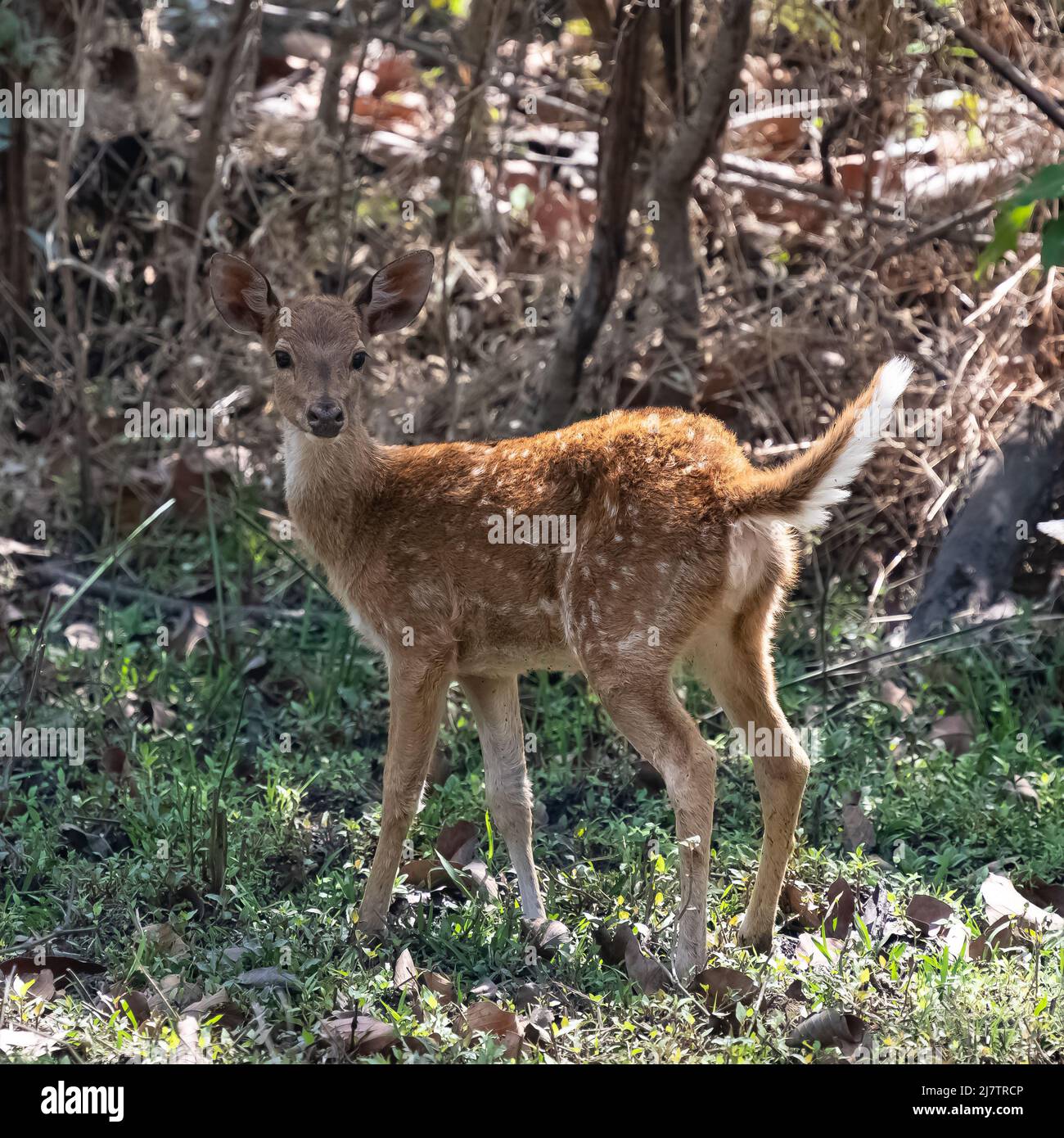 Cervi avvistati in piedi nella foresta in India, un giovane animale Foto Stock