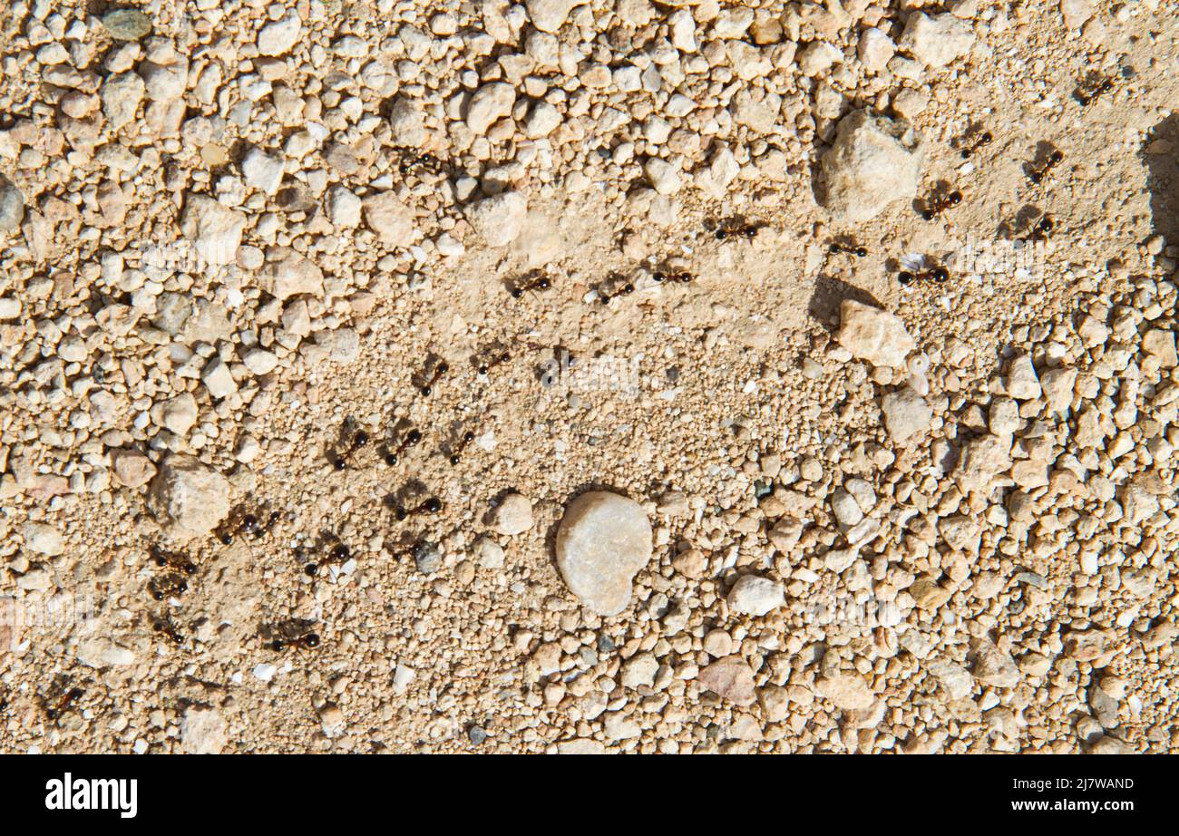 Diverse formiche che seguono un percorso formica tra sabbia e pietre Foto Stock