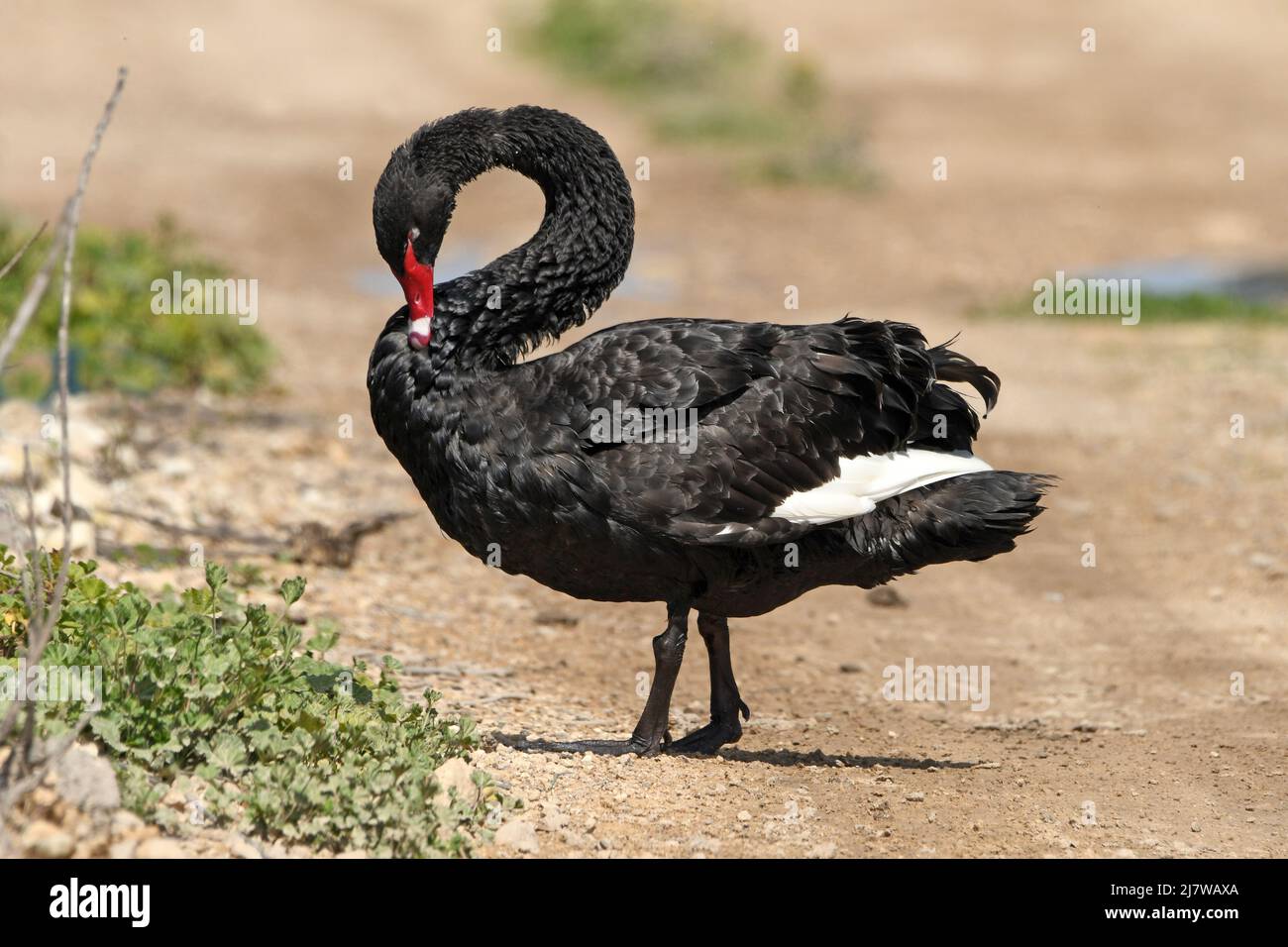 preening del cigno nero Foto Stock