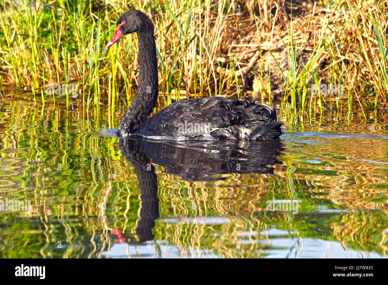 il cigno nero nuota in un laghetto Foto Stock