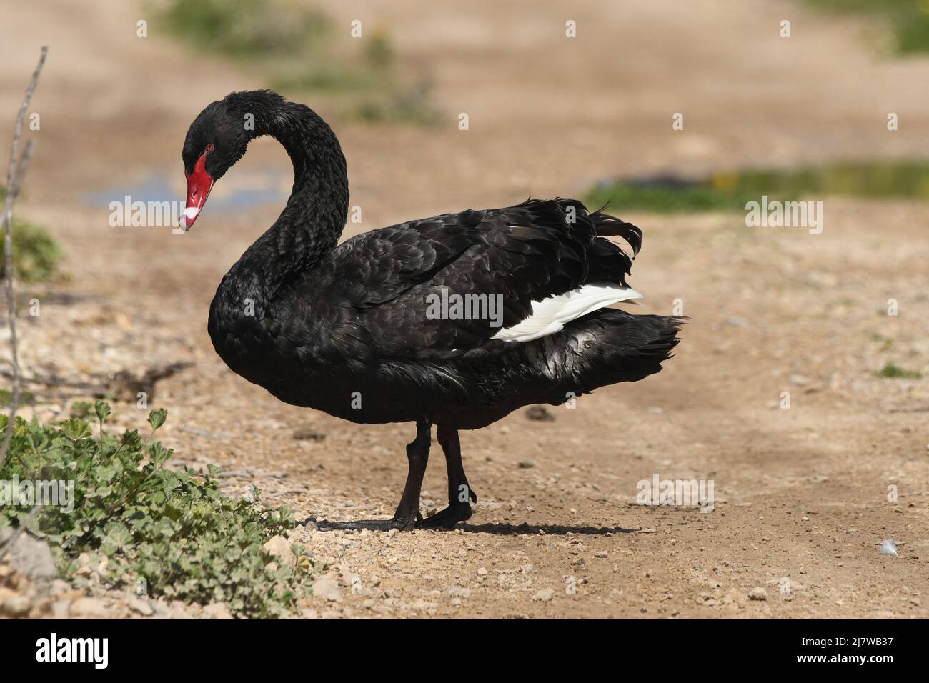 il cigno nero cammina Foto Stock