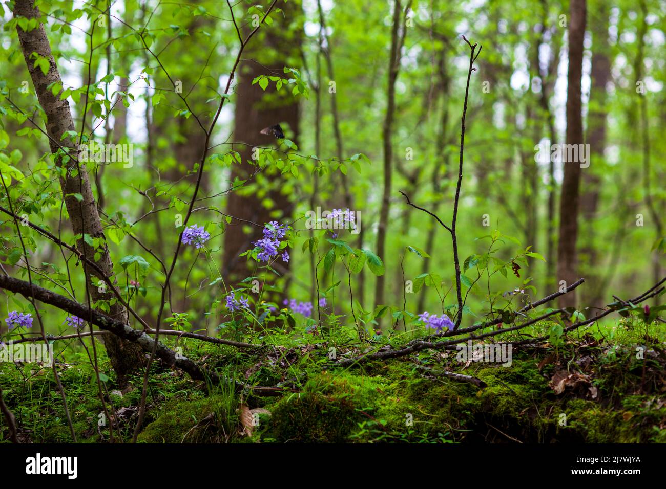 Blue Moon Wild Blue Phlox, Woodland Phlox, Sweet William’ Blue Moon, fiorente in primavera. Foto Stock