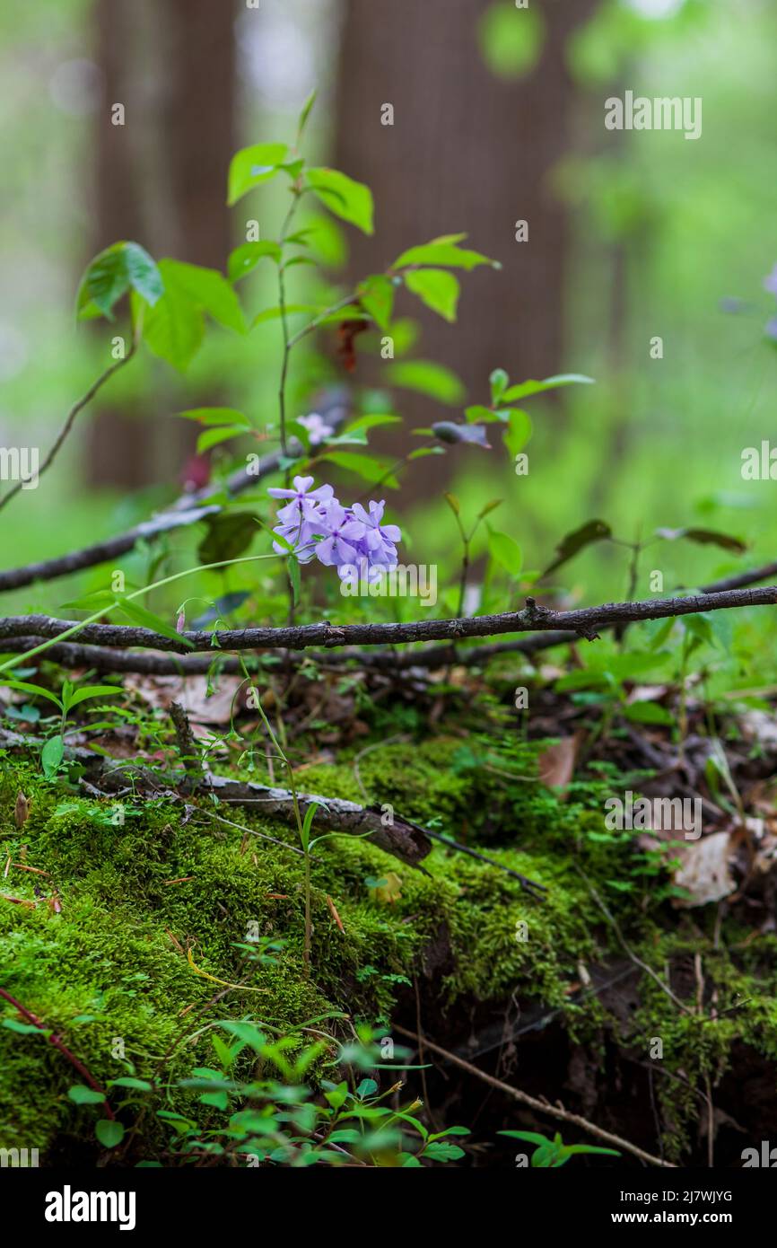 Blue Moon (Wild Blue Phlox), Woodland Phlox, Sweet William’ Blue Moon’, fiorente in primavera. Foto Stock