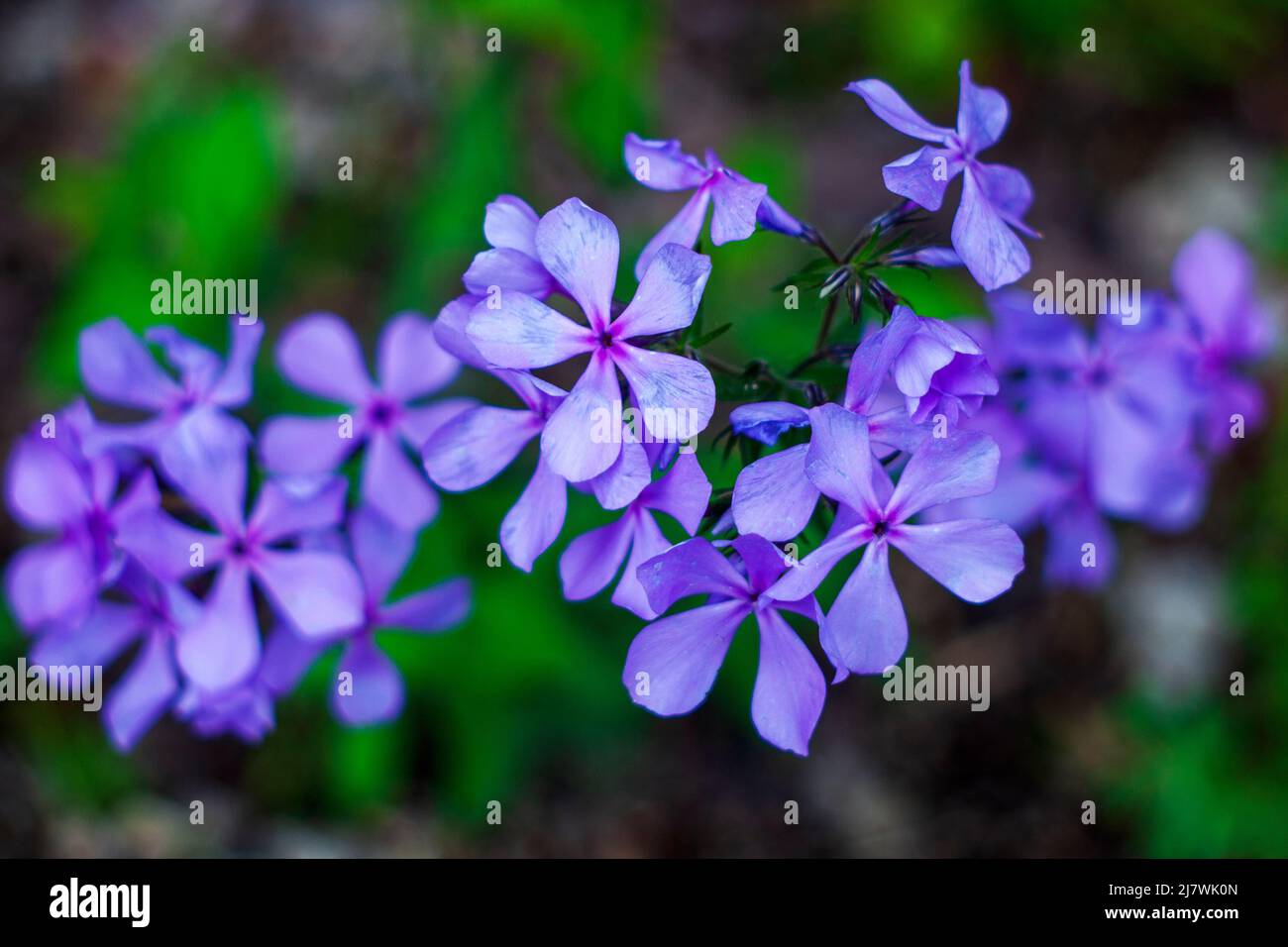 Blue Moon (Wild Blue Phlox), Woodland Phlox, Sweet William’ Blue Moon’, fiorente in primavera. Foto Stock