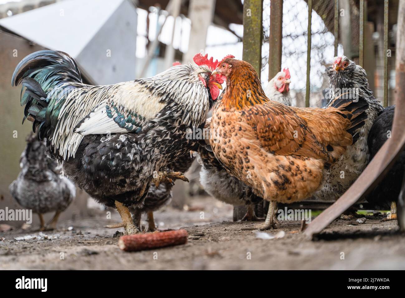 Una bella gallina bruna sussurra con un gallo a forma di gallo, sullo sfondo dei polli che si arrostiscono. Pettegolezzi Foto Stock