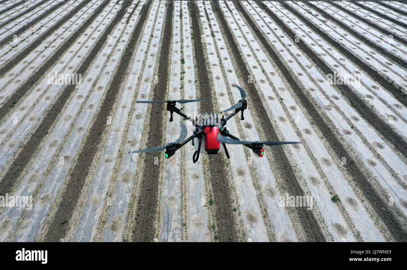 BAZHOU, CINA - 11 MAGGIO 2022 - Un coltivatore di cotone usa un drone per controllare i parassiti degli insetti nel suo campo di cotone a Banzhou, provincia di Xinjiang, Cina, 11 maggio 2 Foto Stock