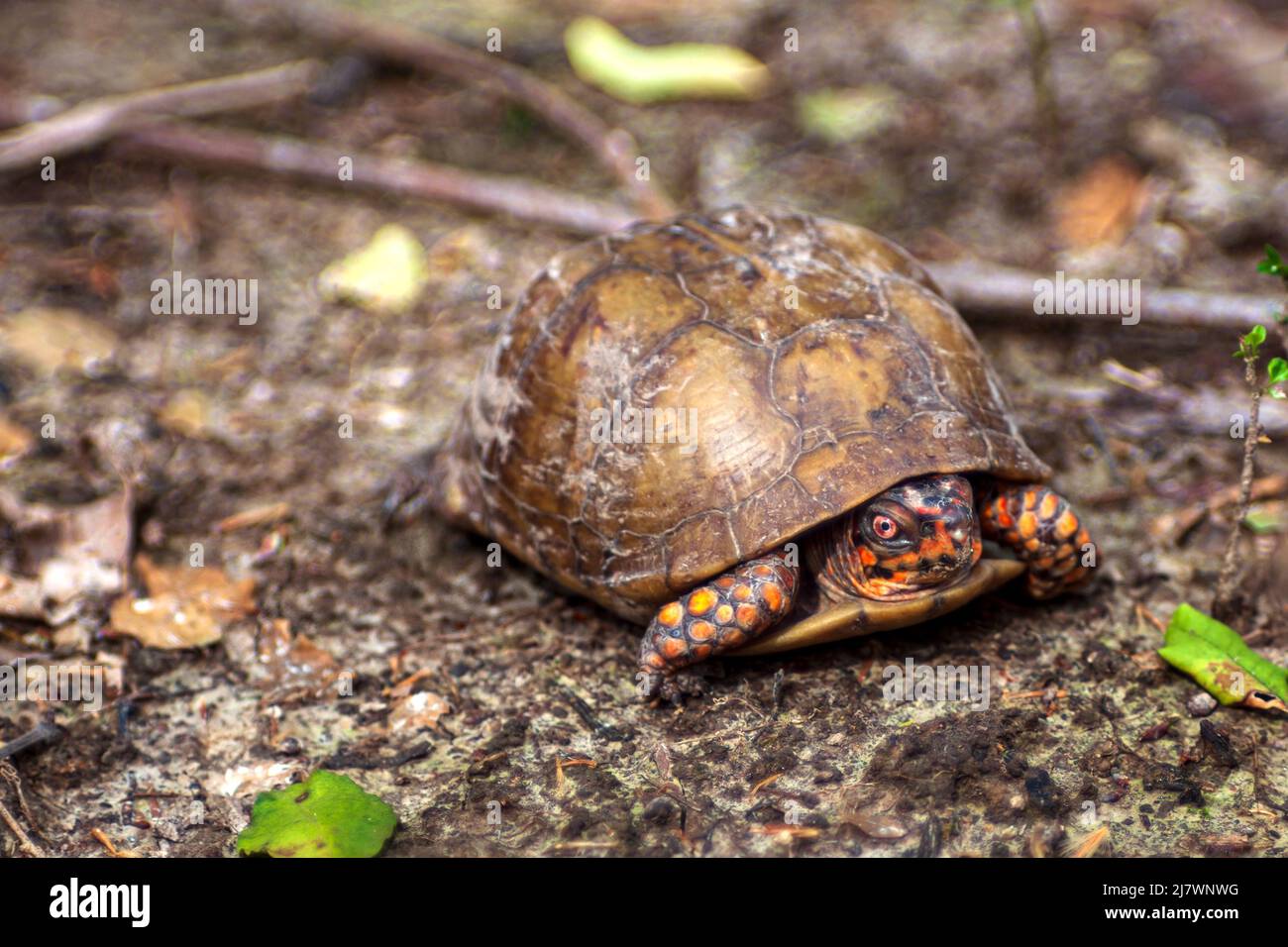 Tartaruga rossa orientale nella natura selvaggia Foto Stock