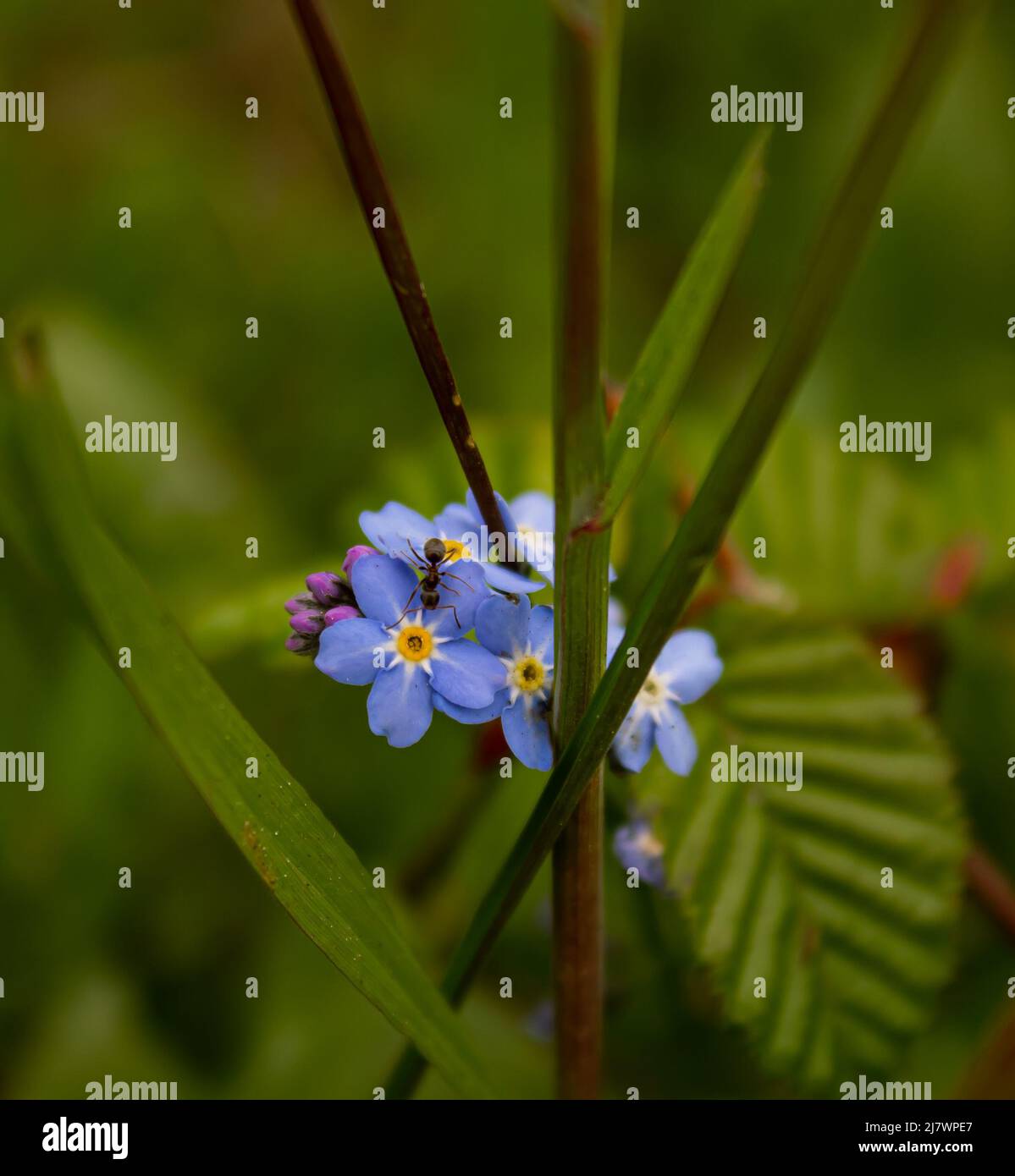 Non sono stato dimenticato Foto Stock