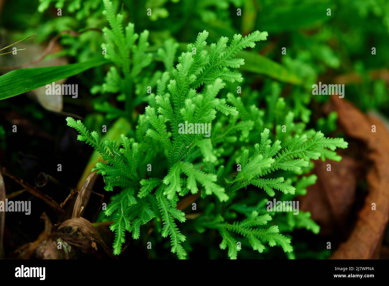 Primo piano di foglie di felce che crescono in natura Foto Stock