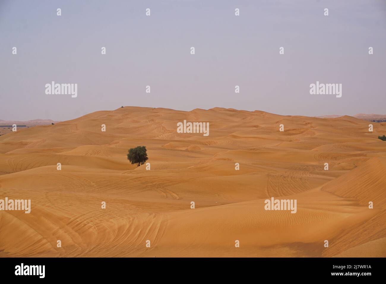 Albero singolo circondato da grandi dune rosse nel deserto di al Badayer, Emirati Arabi Uniti Foto Stock