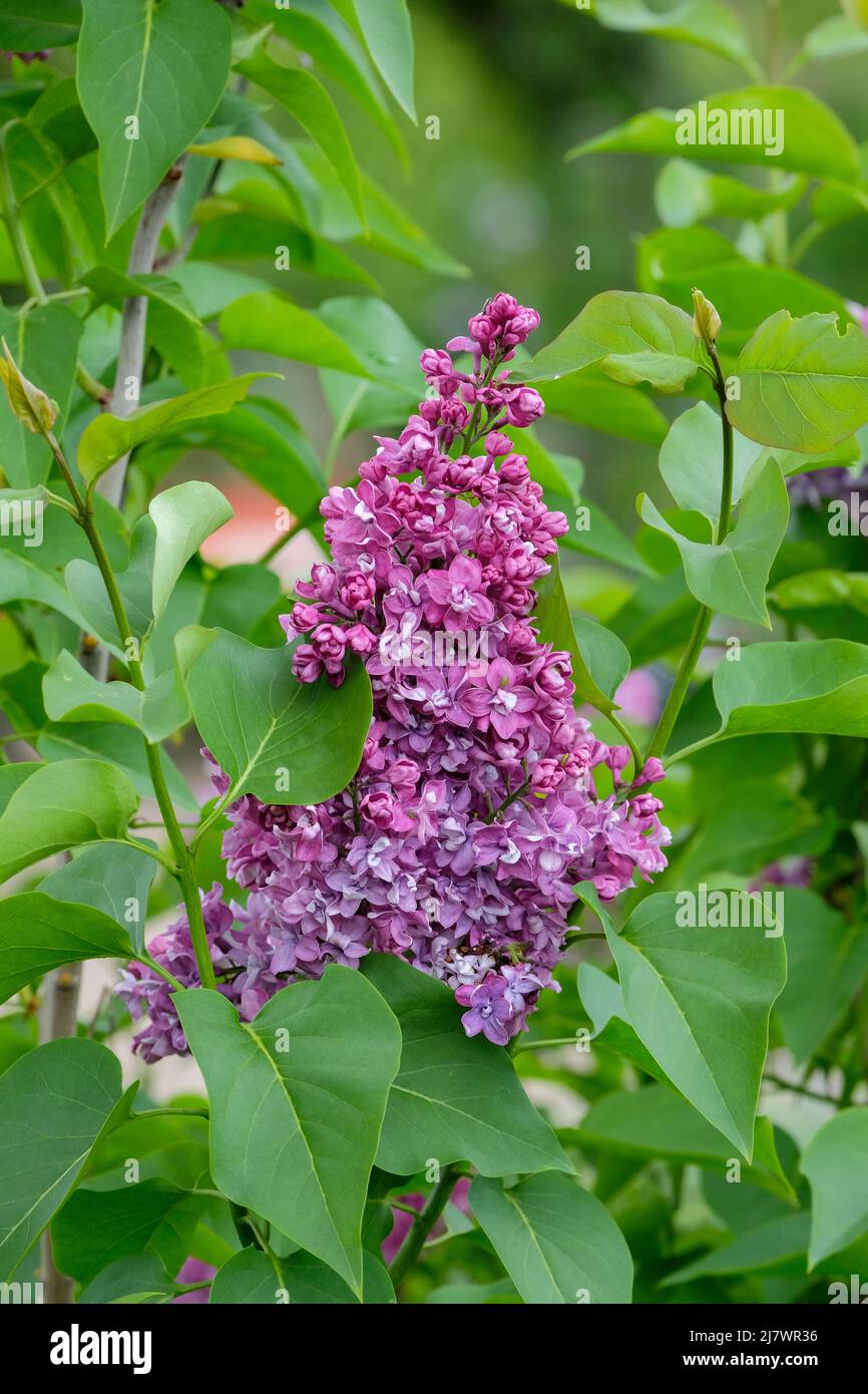Syringa vulgaris "Olive May Cummings". Fiori rosso-viola in tarda primavera Foto Stock