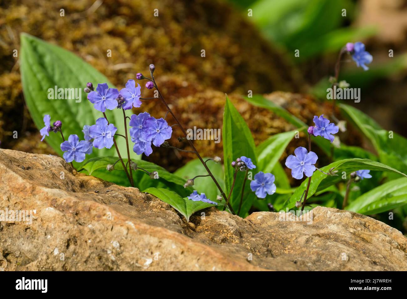 Cappadoca di Omphalodes 'Cherry Ingram', navelwort 'Cherry Ingram'. Pianta di fioritura blu che cresce in una rockery Foto Stock