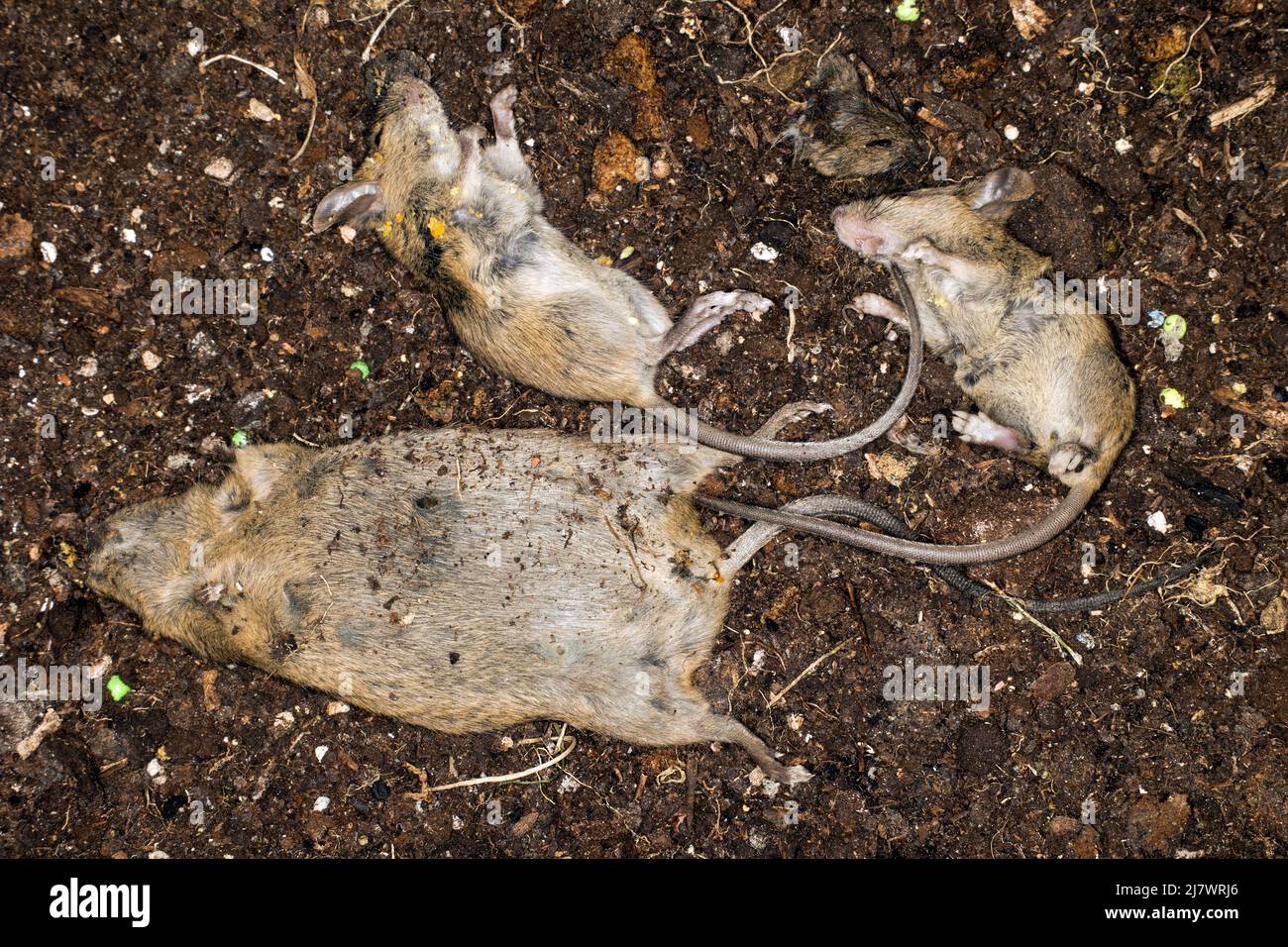 Topi morti dopo il controller di peste Foto Stock