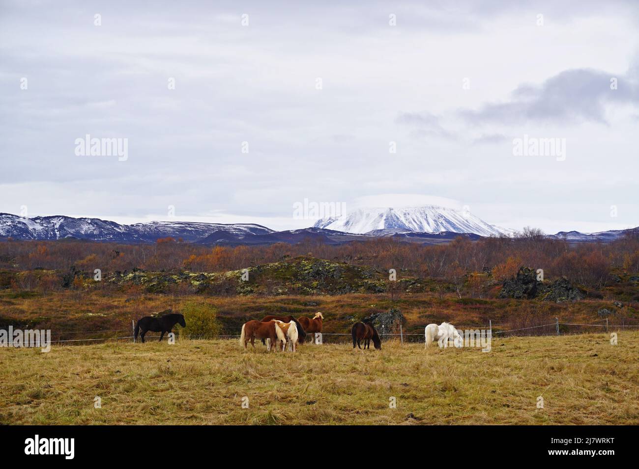 Cavalli selvatici che pascolo vicino al lago di Mývatn, Islanda settentrionale Foto Stock