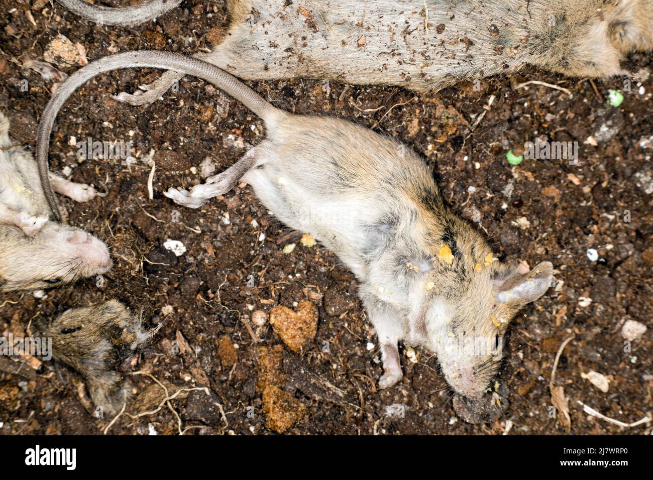 Topi morti dopo il controller di peste Foto Stock