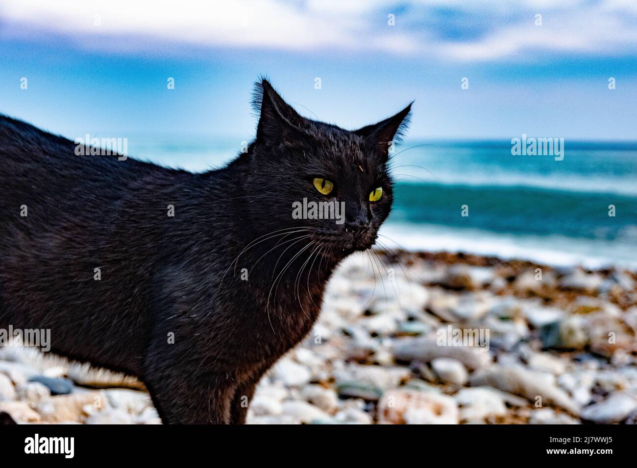 Gatto nero alla spiaggia in Toscana Foto Stock