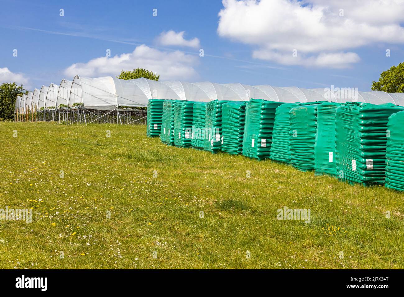 Fragole e lamponi che crescono in gallerie o case di raccolta per la protezione con fertilizzante di bulrush su pallet pronti all'uso Foto Stock