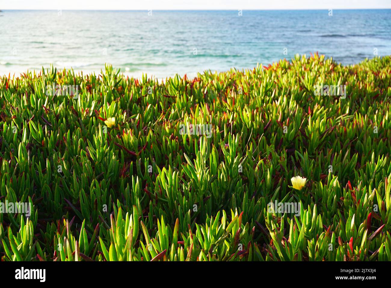 Vegetazione verde endemica a Baleal, Portogallo, con l'Oceano Atlantico sullo sfondo Foto Stock