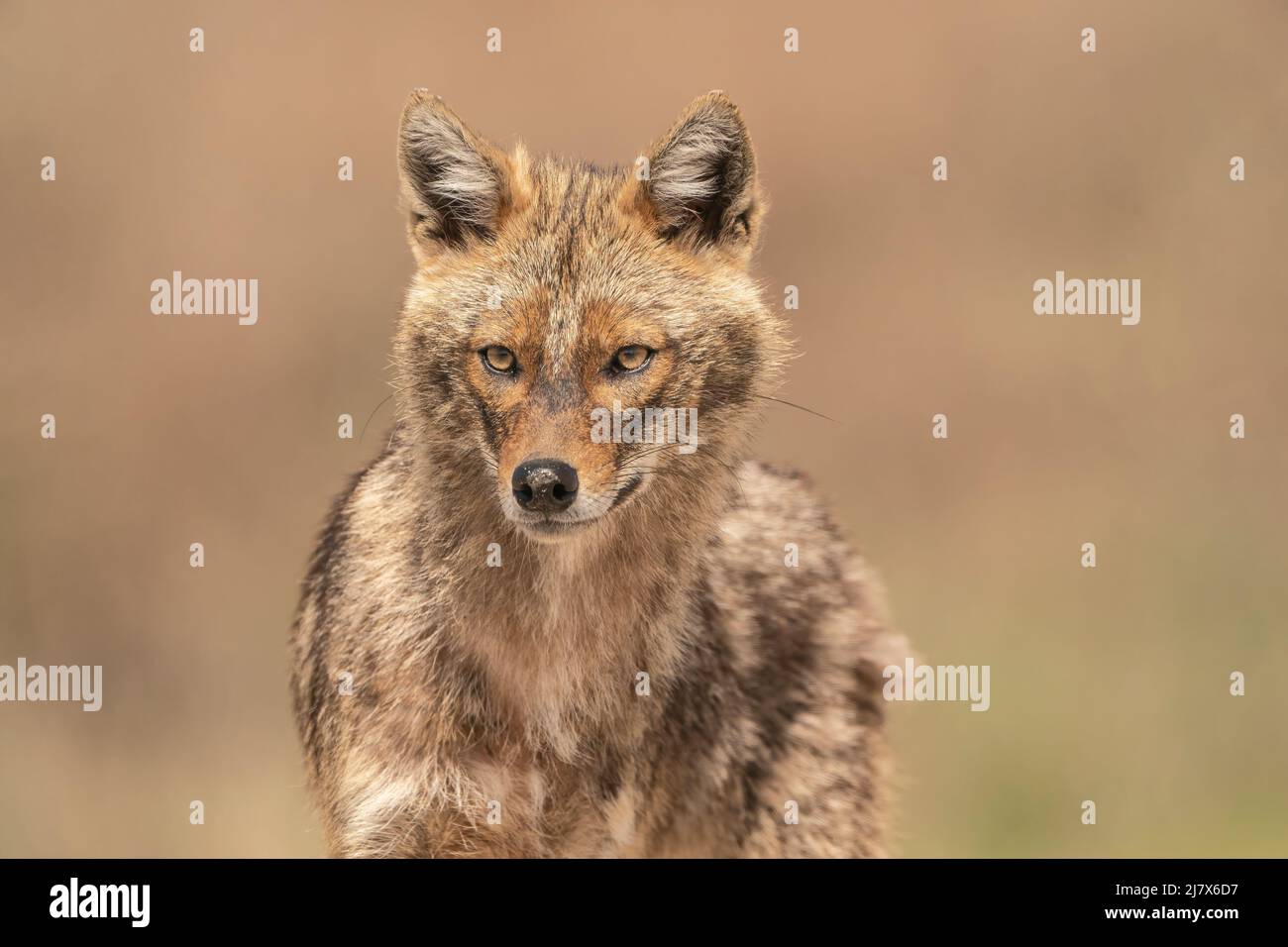 Golden Jackal, Canis aureus, singolo adulto, ultima frontiera, Romania, 24 aprile 2022 Foto Stock