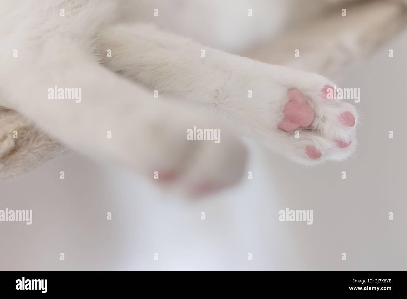 Gatto steso su ponte sospeso per gatti appesi alla parete. Primo piano di carino zampa posteriore rosa tamponi di gatto bianco Foto Stock