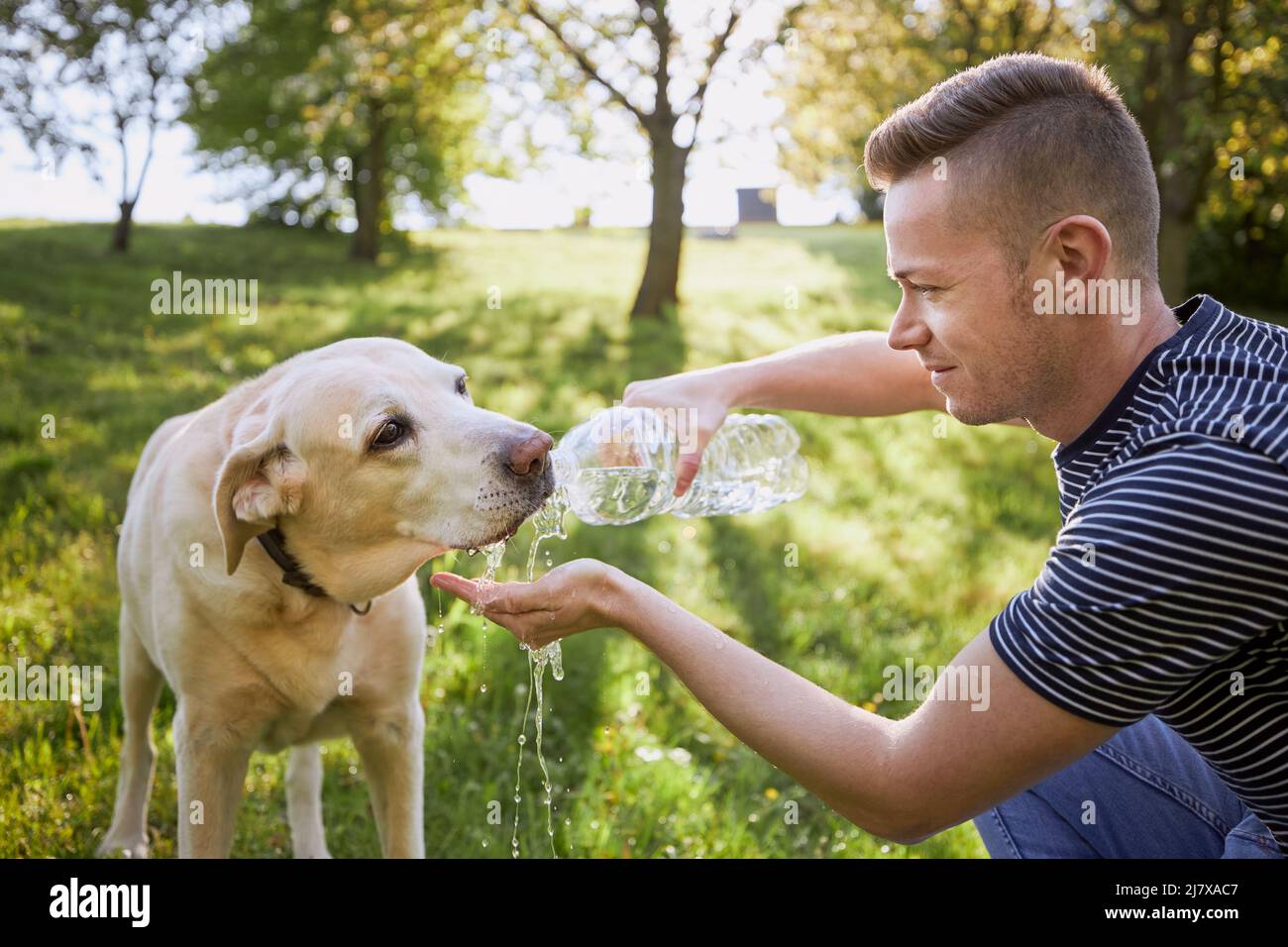Acqua potabile per cani da bottiglia di plastica. Il proprietario del PET si prende cura del suo labrador Retriever durante la calda giornata di sole. Foto Stock