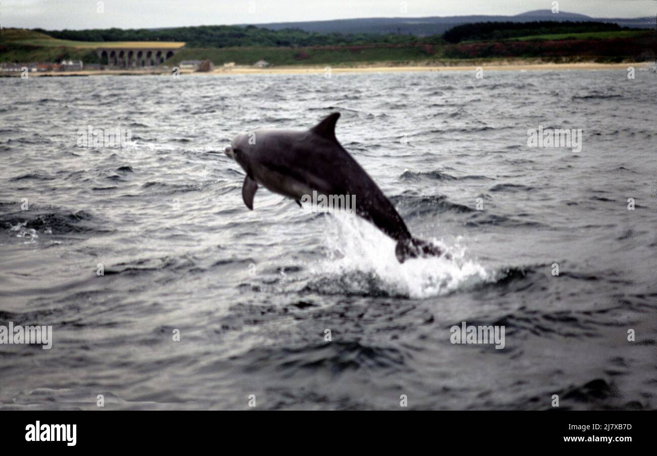 Bottiglia di Delfino naso, Tursiops. I mammiferi marini sono balene dentate. Spesso attivo con gli esseri umani. Fotografato, brindando in natura sul Moray Firth. 1999 Foto Stock