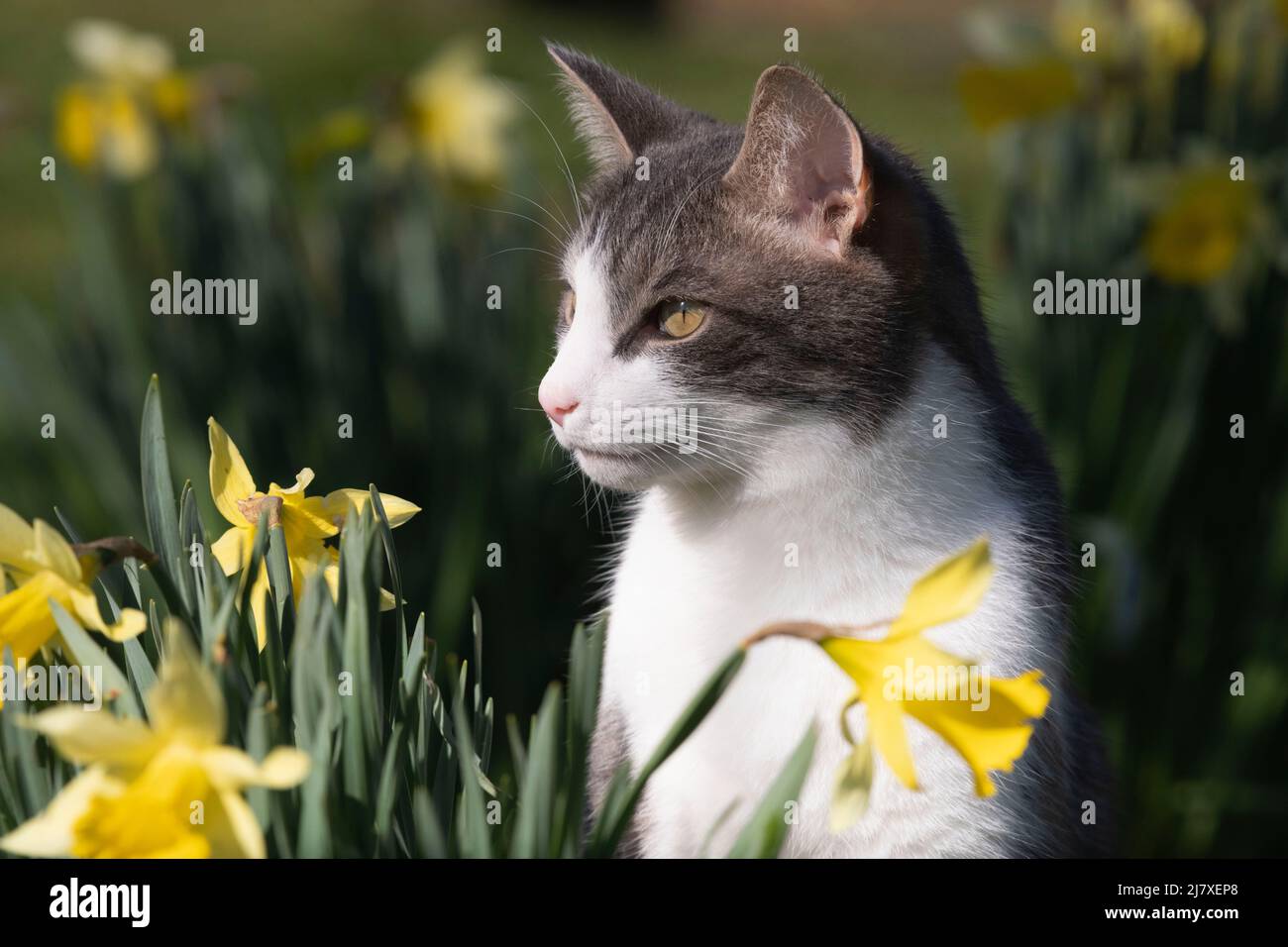 Un Gatto di Tabby grigio e bianco seduto in un giardino tra i Daffodils in primavera Sunshine Foto Stock