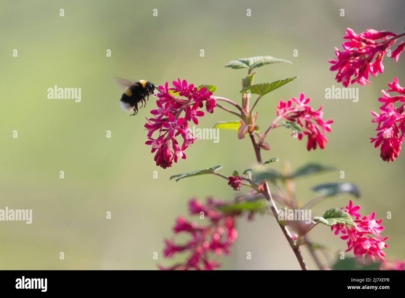 Un Bumblebee dalla coda bianca (Bombus luorum) in volo che si avvicina ai fiori di Crimson su un curry fiorente (Ribes Sanguineum) Foto Stock