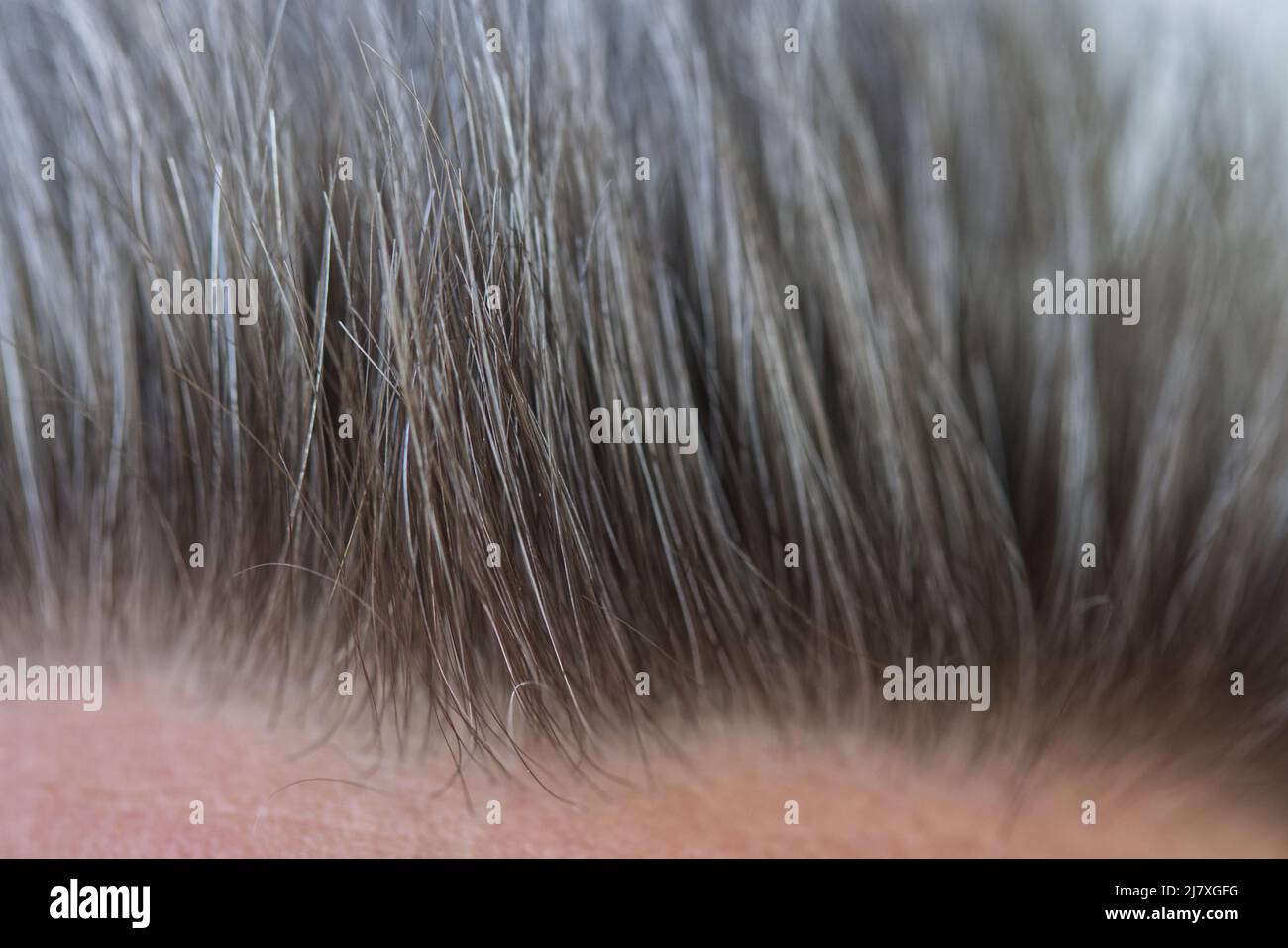 Primo piano capelli grigi anziani uomini. Alcuni peli a fuoco. Concetto per capelli forti, sani e belli. Foto Stock