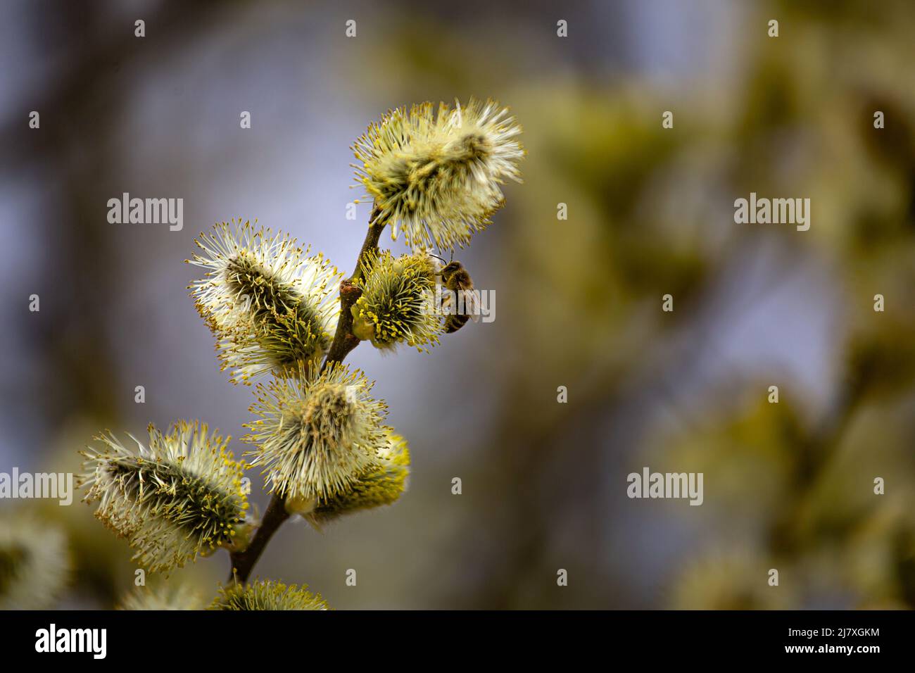 Primavera, un'ape raccoglie il polline sul salice in erba Foto Stock