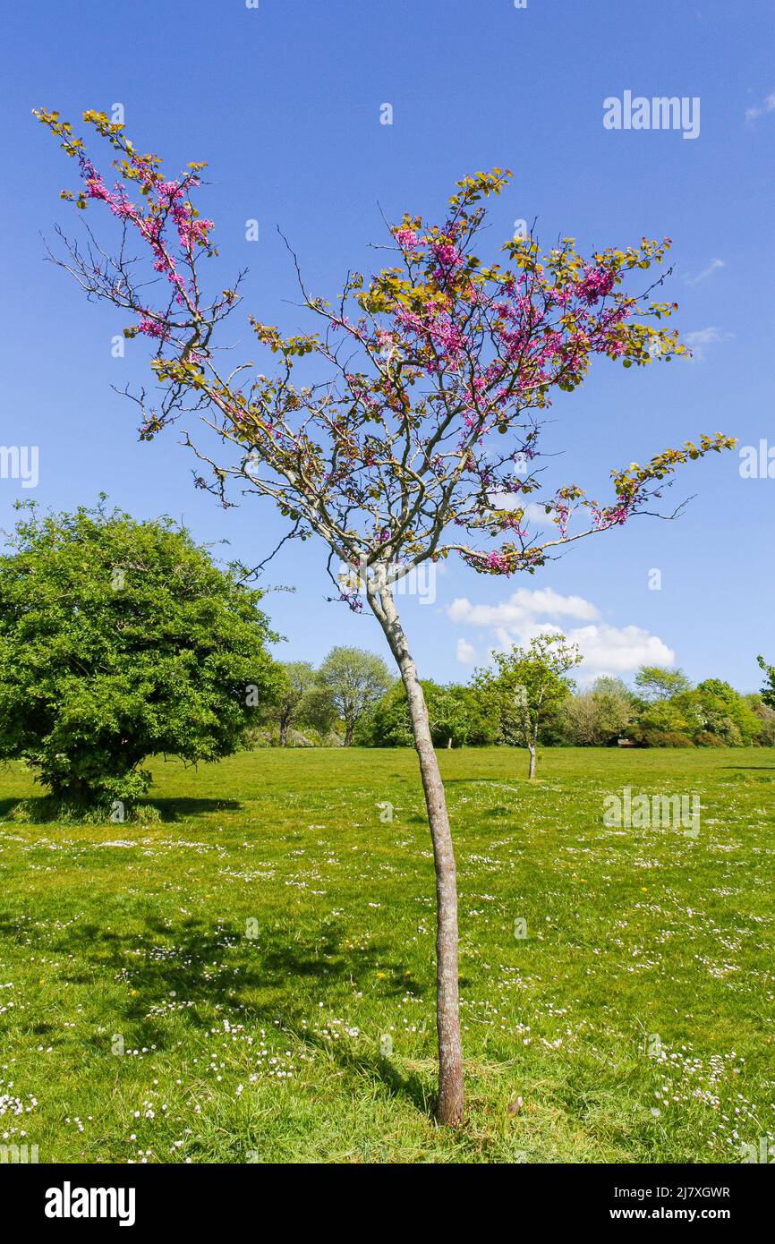 Primavera con Judas albero in fiore a Brighton, Regno Unito Foto Stock